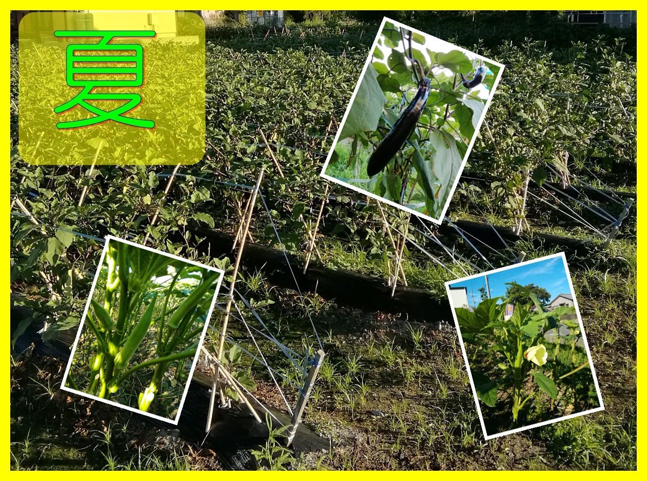 栽培している夏野菜