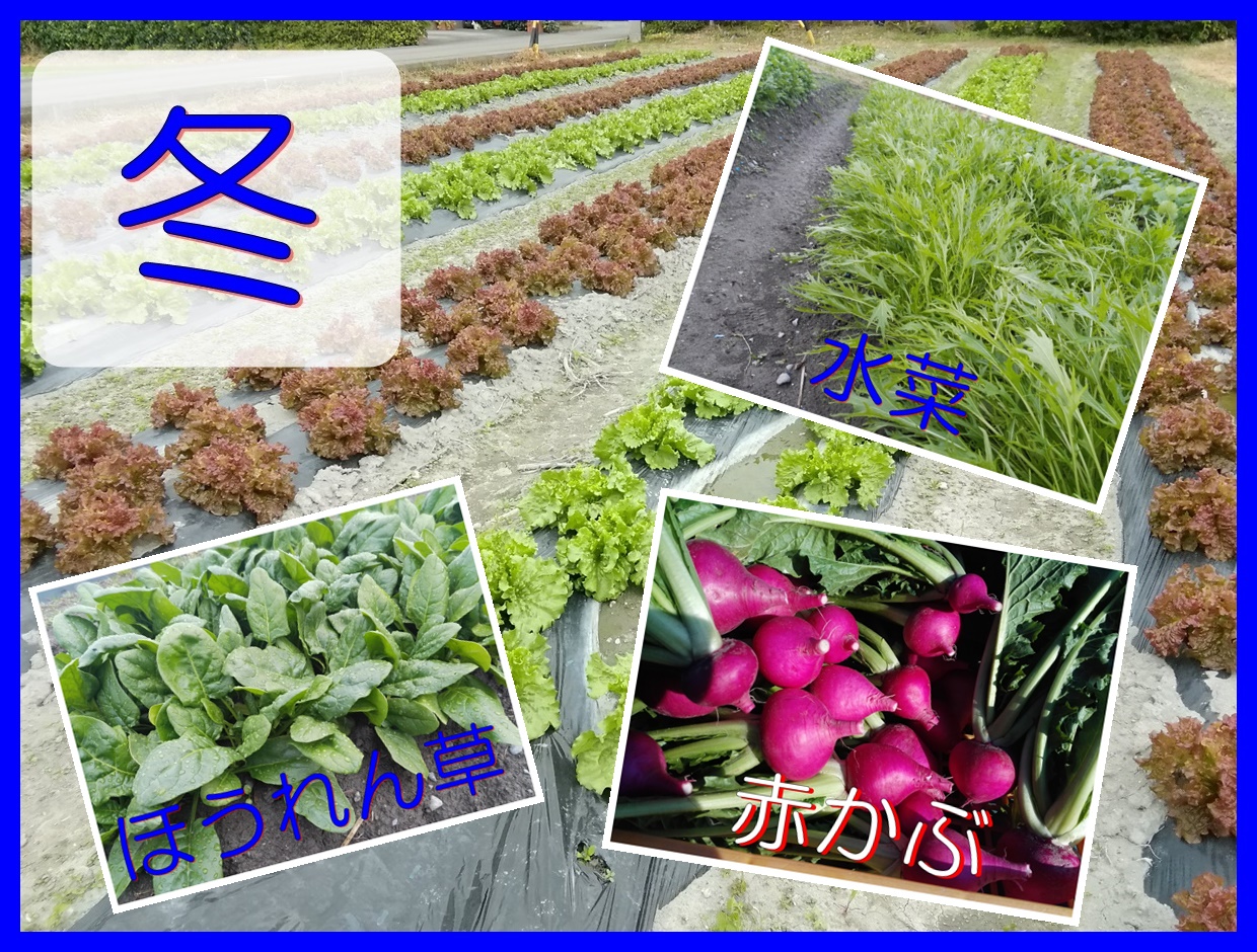 栽培している冬野菜