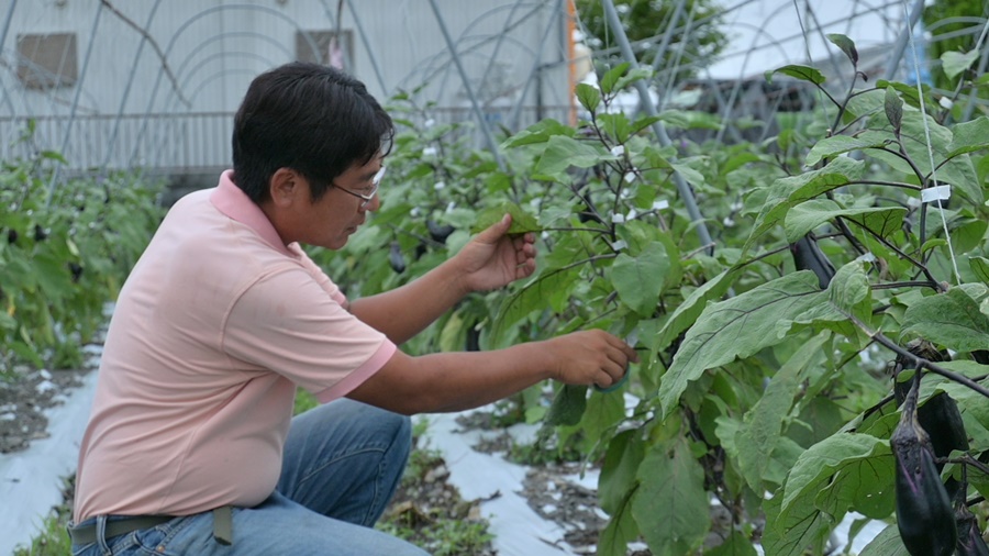 ナスの管理をしている河村亮